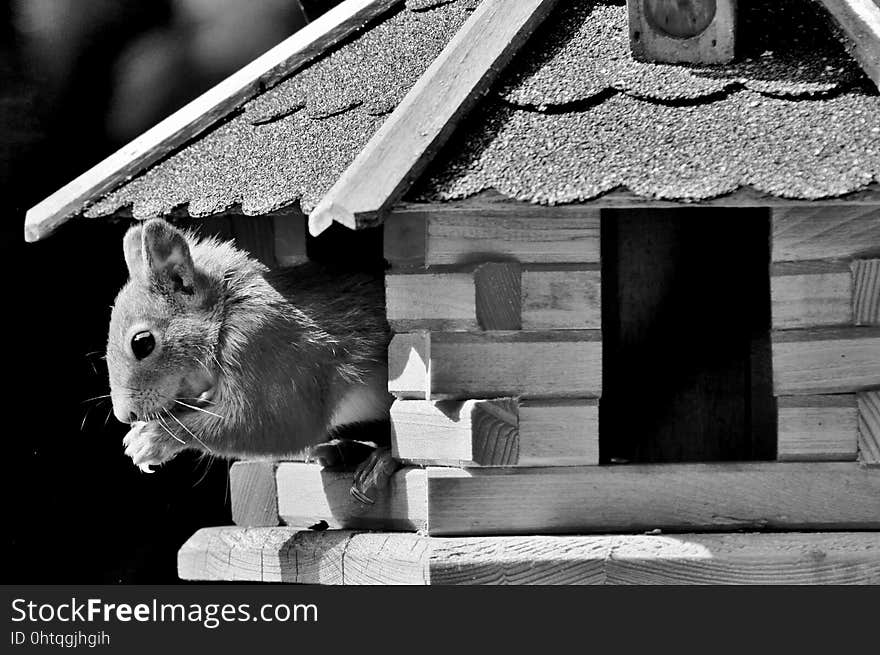 Black, Black And White, Mammal, Monochrome Photography