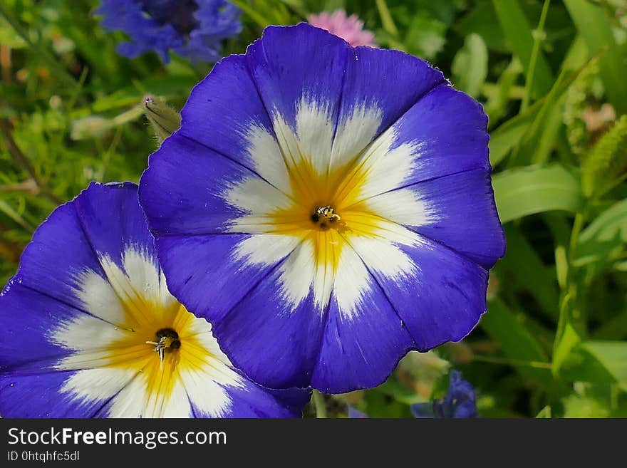 Flower, Blue, Plant, Flora