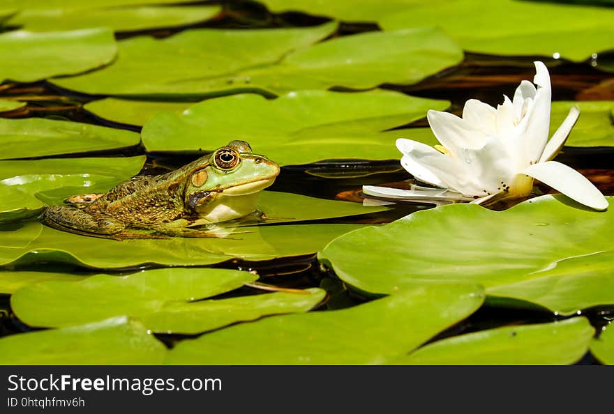 Water, Vertebrate, Fauna, Ranidae