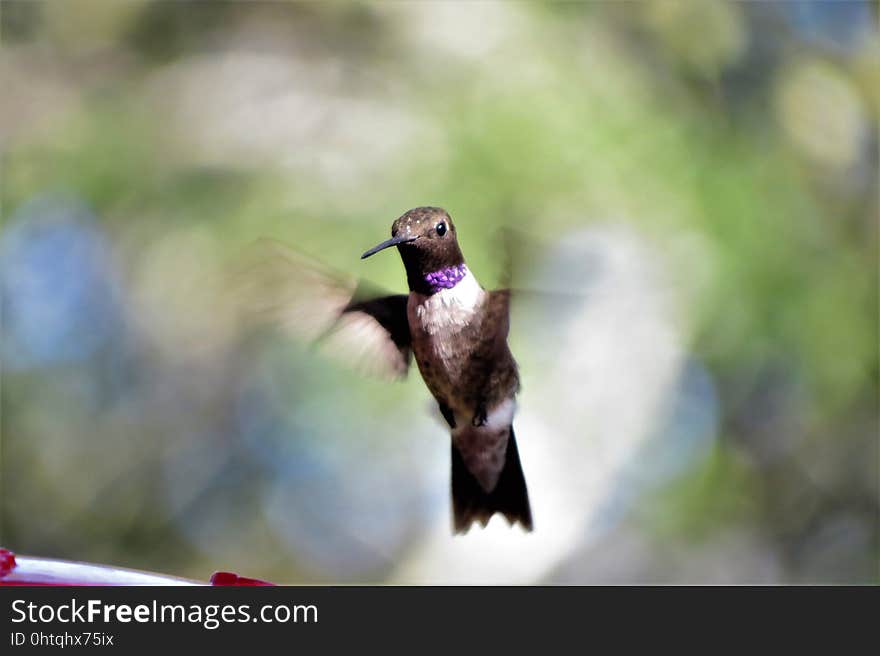 Bird, Fauna, Beak, Hummingbird