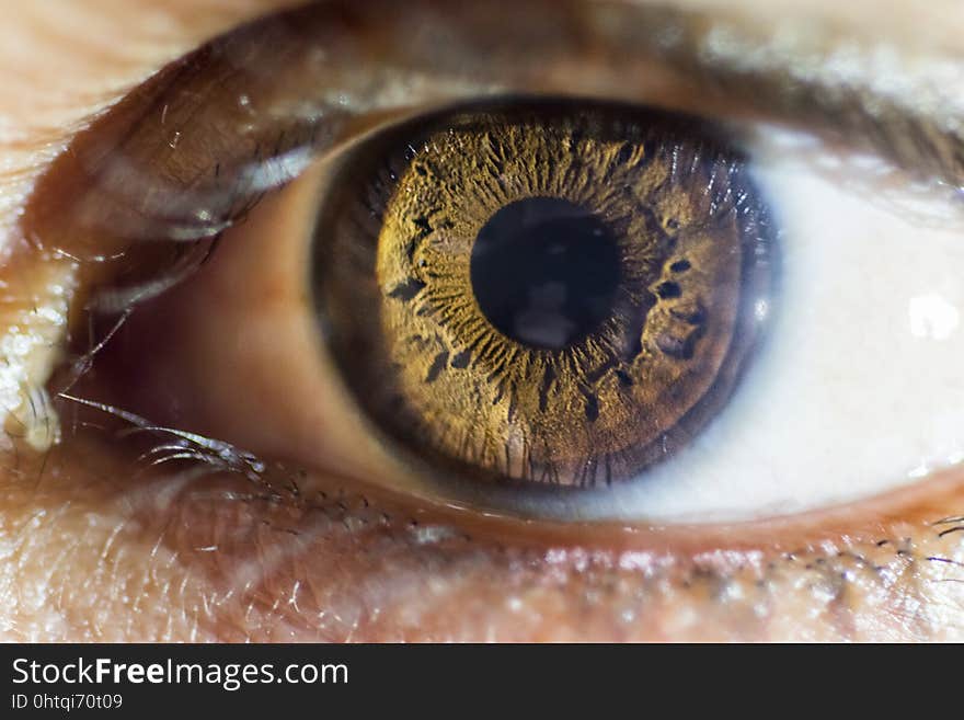 Eye, Macro Photography, Close Up, Eyelash