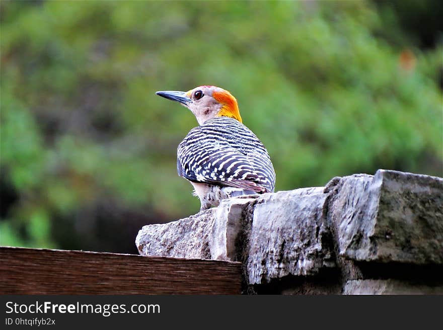 Bird, Beak, Fauna, Woodpecker