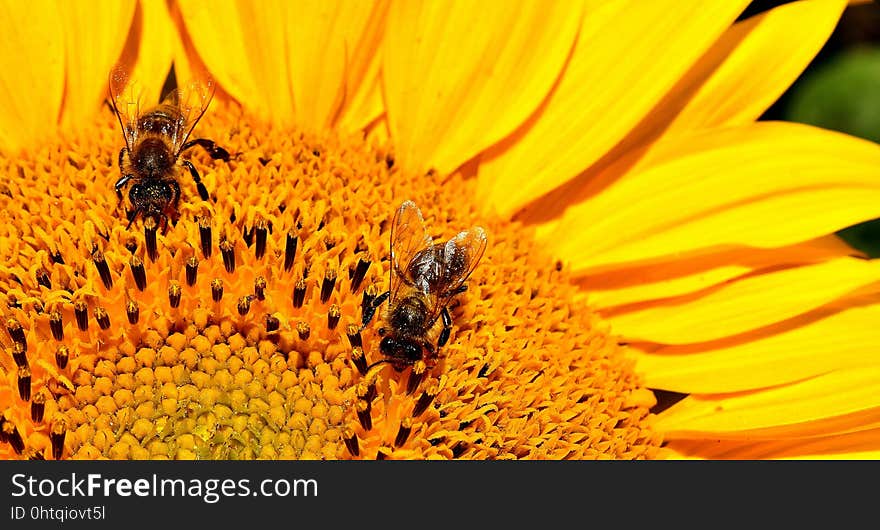 Honey Bee, Bee, Yellow, Flower