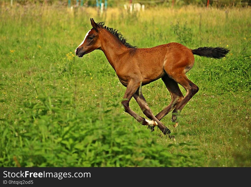 Horse, Ecosystem, Pasture, Horse Like Mammal