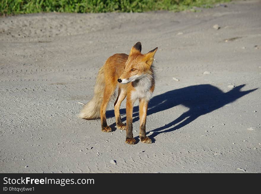 Fox, Red Fox, Wildlife, Fauna