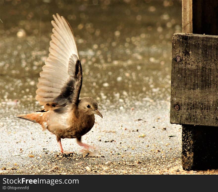 Bird, Fauna, Beak, Wildlife