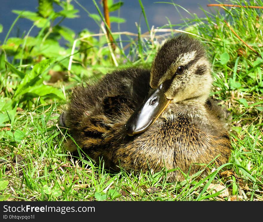 Bird, Duck, Fauna, Ducks Geese And Swans