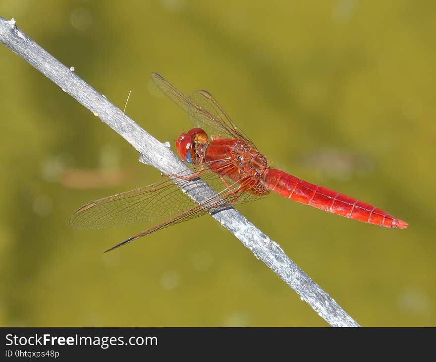 Dragonfly, Insect, Dragonflies And Damseflies, Invertebrate