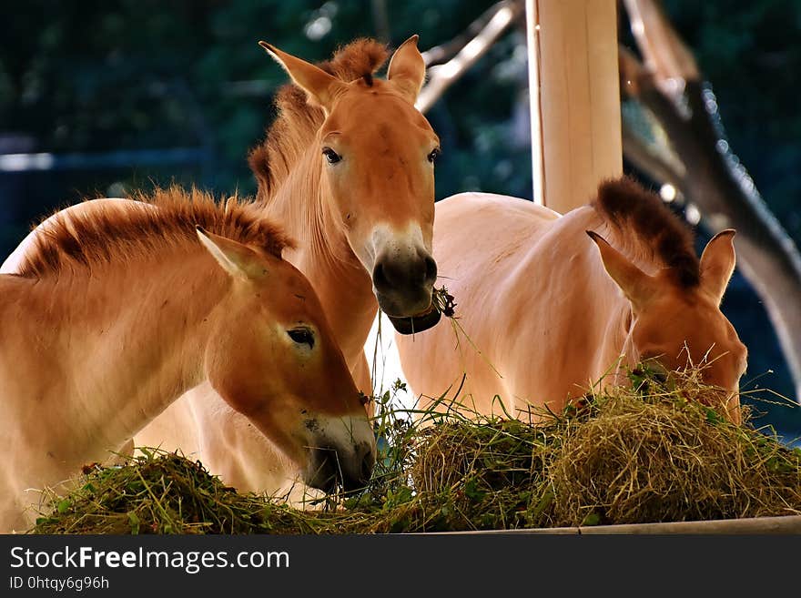 Fauna, Horse, Horse Like Mammal, Mane