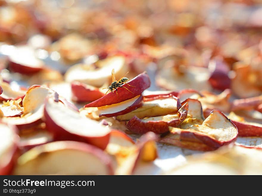 Dried apples outdoors with a wasp. Dried apples outdoors with a wasp