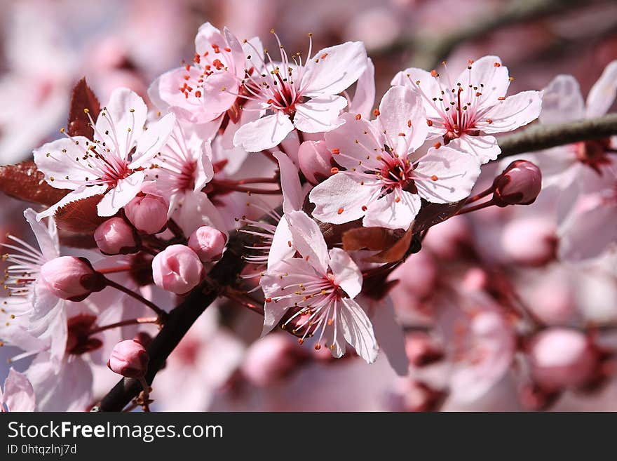 Blossom, Flower, Pink, Spring