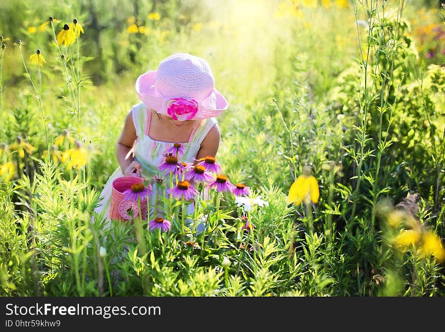 Nature, Yellow, Flower, Meadow