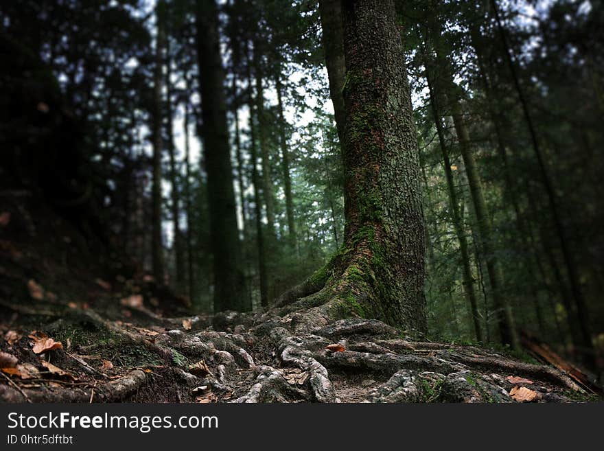 Forest, Woodland, Ecosystem, Old Growth Forest