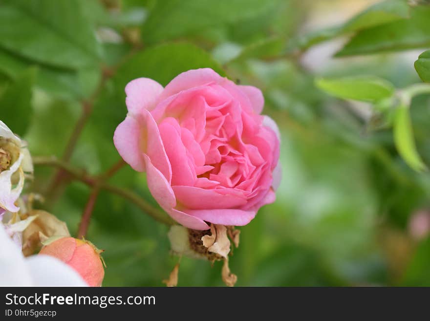 Flower, Rose, Rose Family, Pink