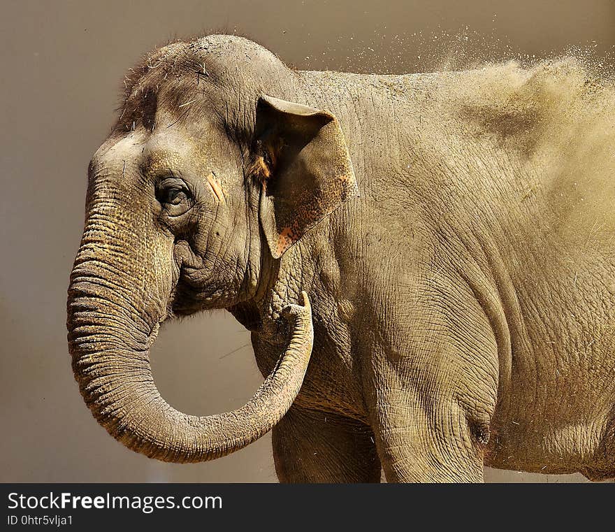 Elephant, Elephants And Mammoths, Indian Elephant, Terrestrial Animal