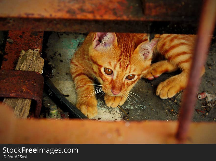 Cat, Fauna, Mammal, Small To Medium Sized Cats