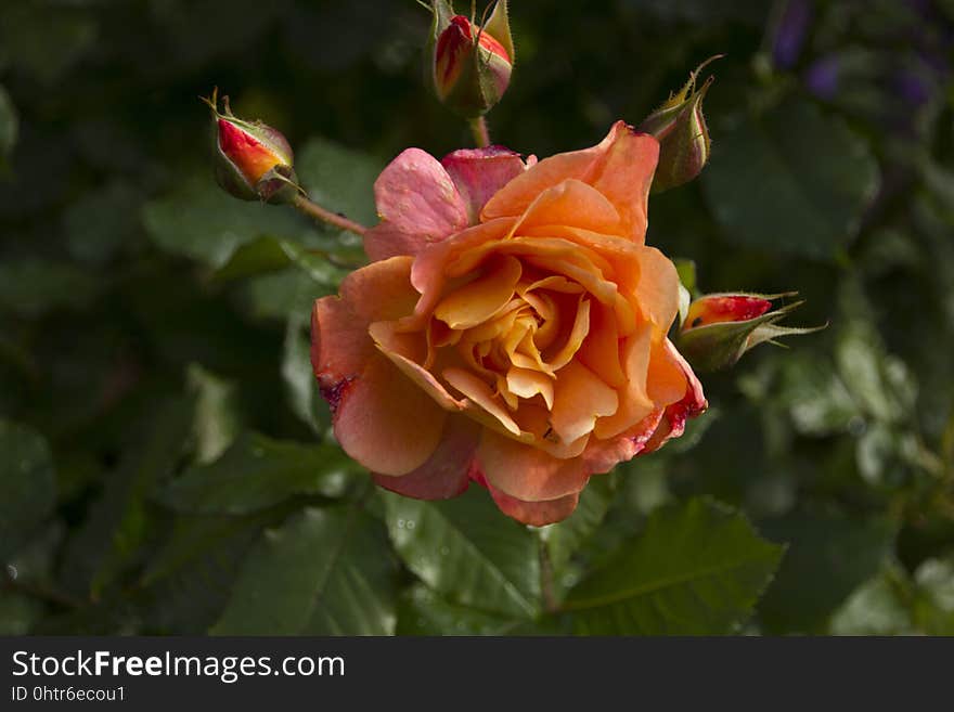 Flower, Rose Family, Rose, Flowering Plant