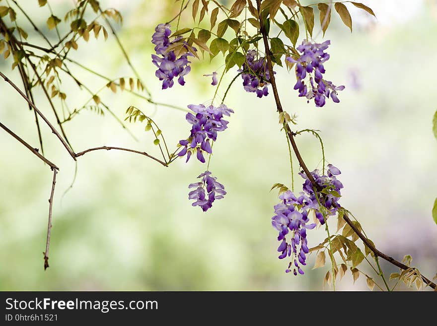 Flower, Flora, Purple, Branch