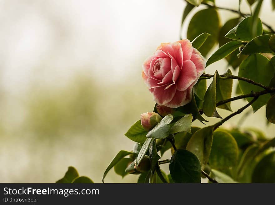 Flower, Plant, Rose Family, Pink