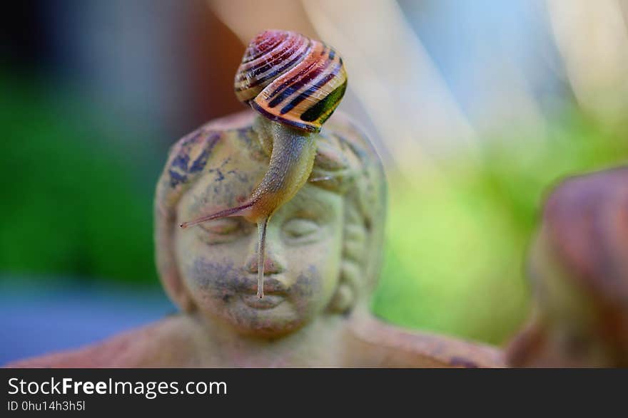 Head, Close Up, Temple, Organism