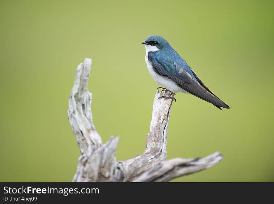 Bird, Fauna, Beak, Finch