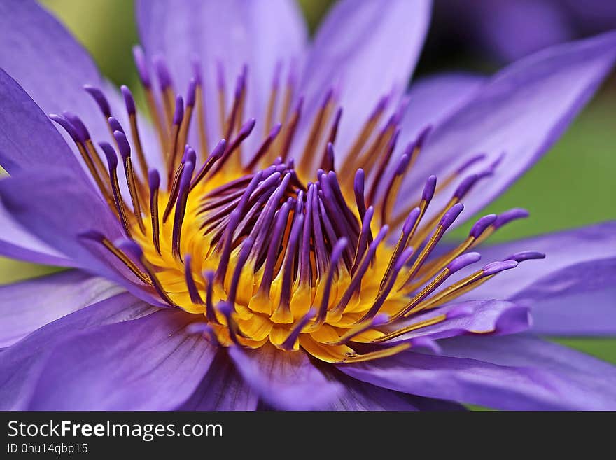 Flower, Purple, Flora, Petal