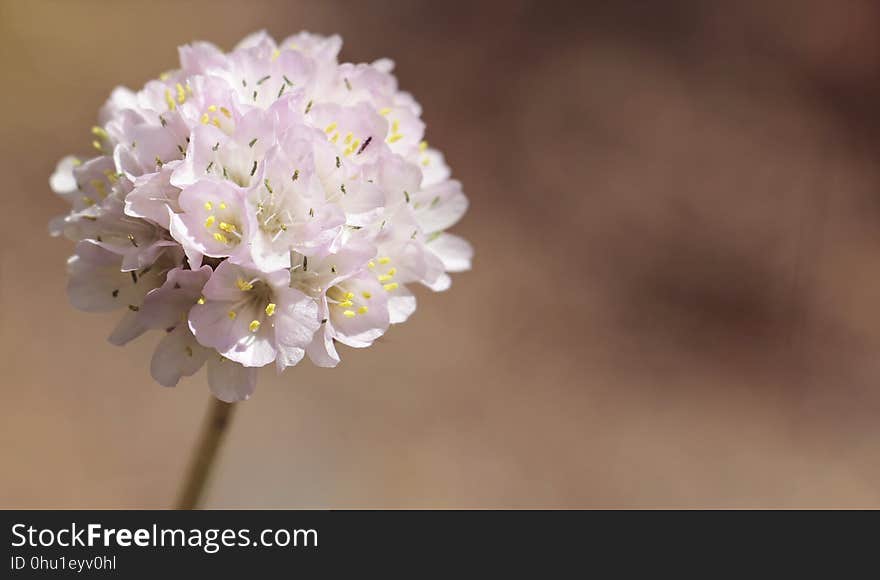 Flower, Lilac, Spring, Blossom