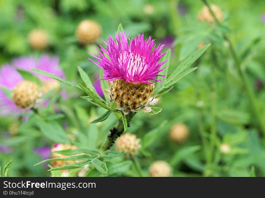 Flower, Plant, Thistle, Silybum