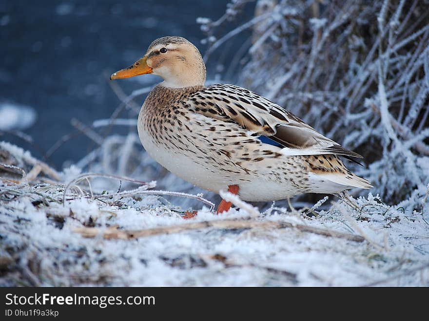 Bird, Duck, Water Bird, Mallard