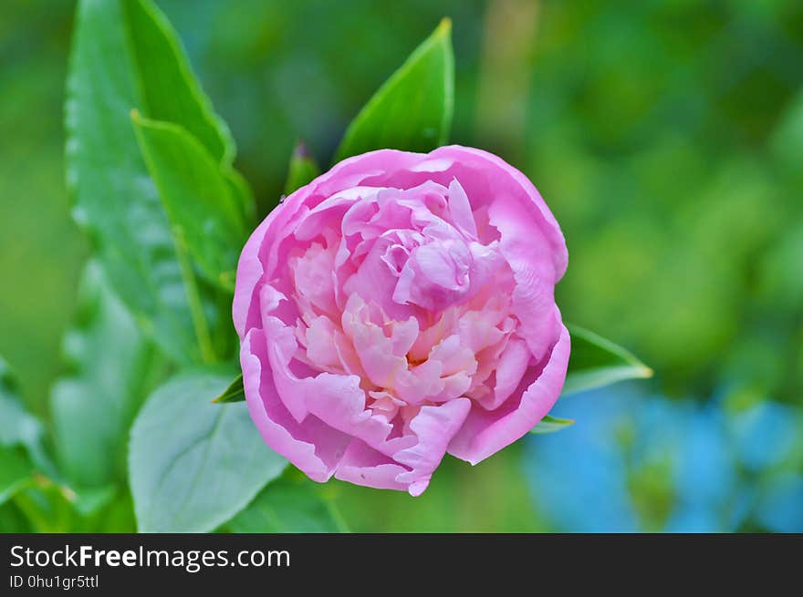 Flower, Plant, Flowering Plant, Peony