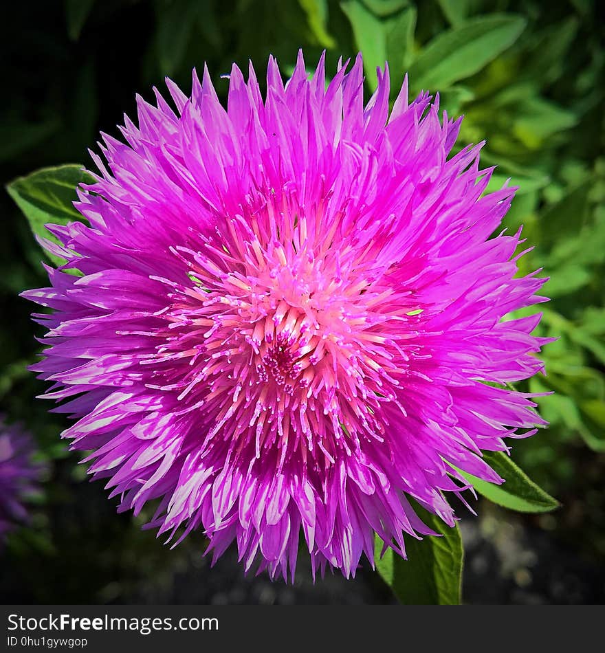 Flower, Purple, Thistle, Plant