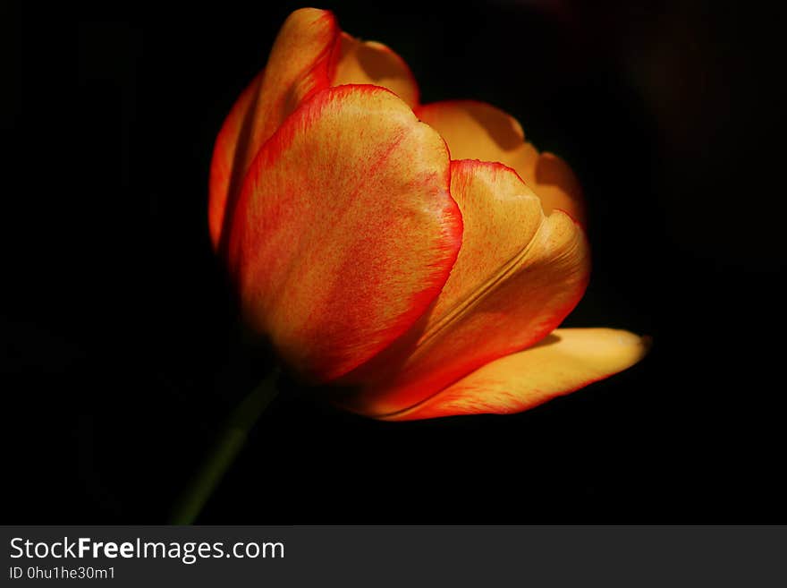 Flower, Red, Bud, Macro Photography