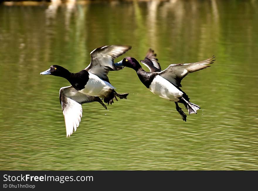 Bird, Duck, Fauna, Water Bird