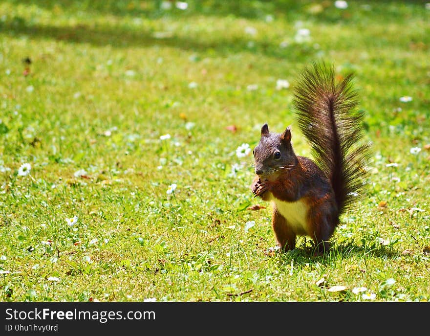 Squirrel, Fauna, Mammal, Wildlife