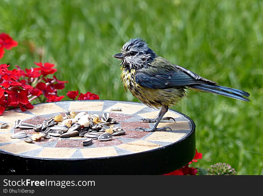 Bird, Fauna, Beak, Plant