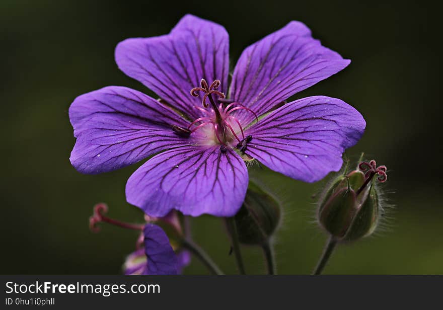 Flower, Flora, Purple, Plant