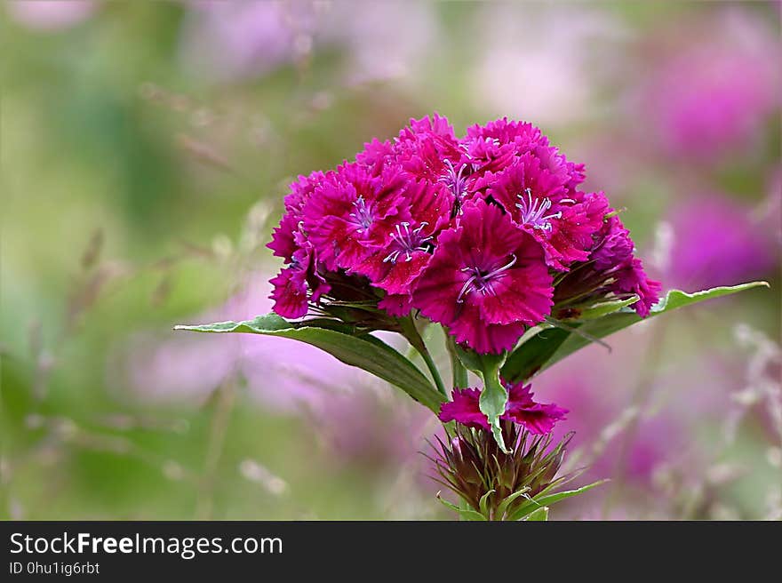 Flower, Pink, Plant, Flora