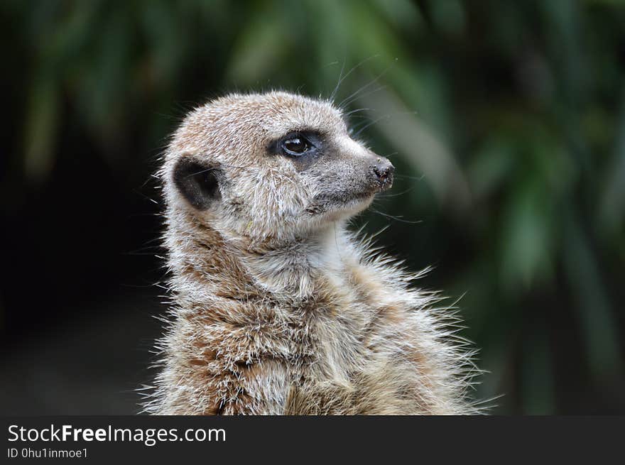 Meerkat, Mammal, Fauna, Whiskers