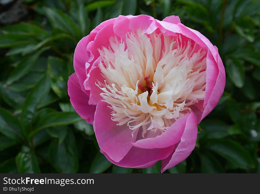 Flower, Plant, Peony, Flowering Plant