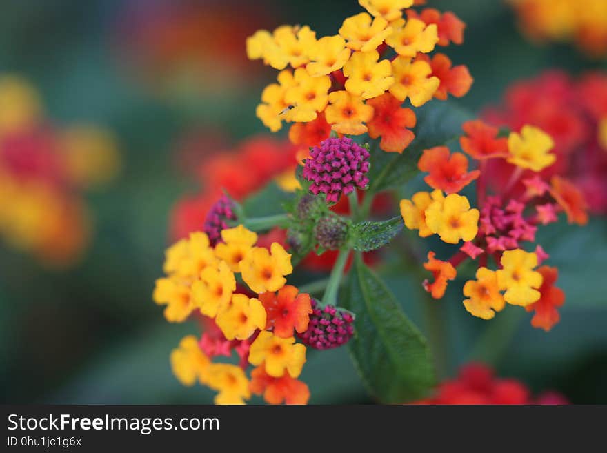 Flower, Yellow, Lantana Camara, Flora