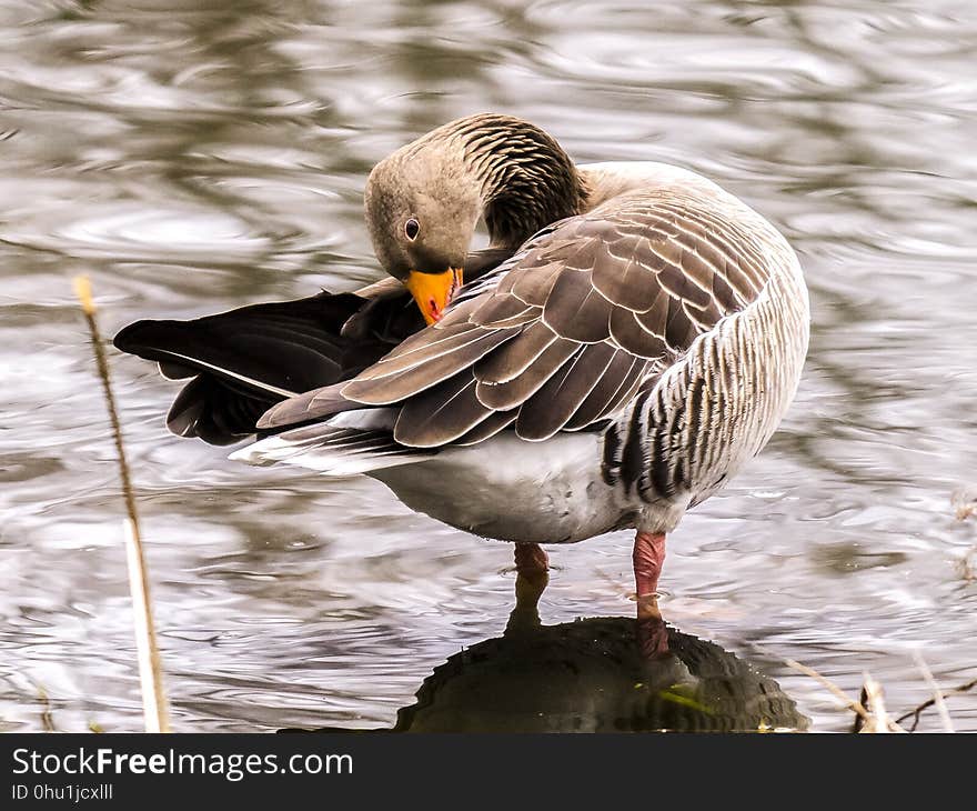 Bird, Duck, Water, Water Bird