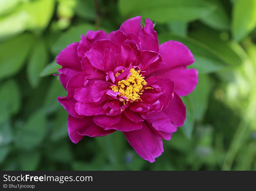 Flower, Pink, Plant, Peony