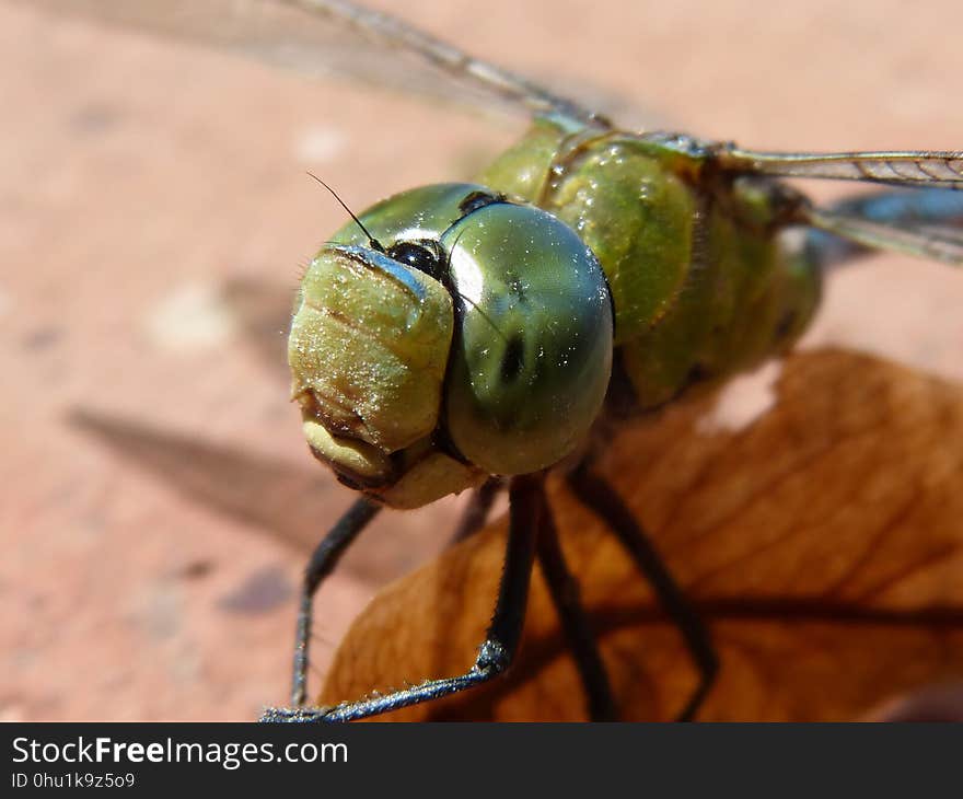 Insect, Invertebrate, Dragonflies And Damseflies, Dragonfly