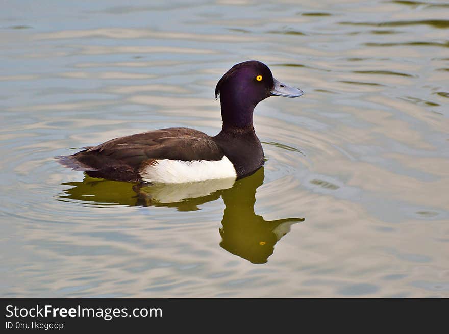 Bird, Duck, Water, Water Bird