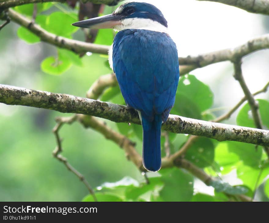 Bird, Beak, Branch, Fauna