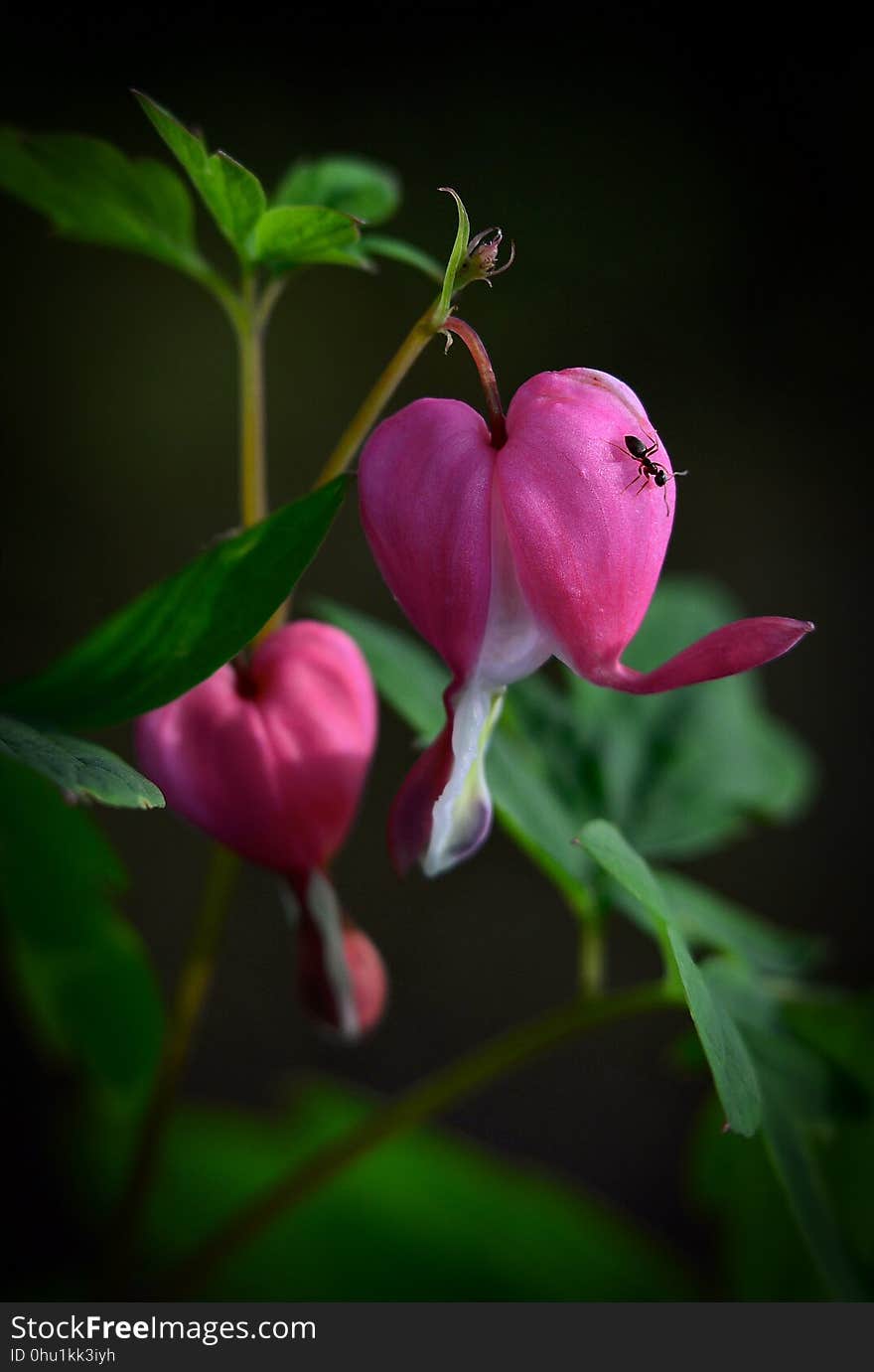 Flower, Flora, Pink, Plant