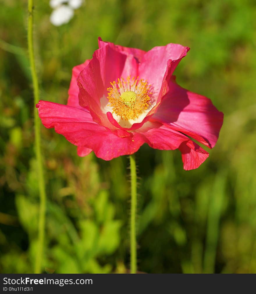 Flower, Wildflower, Flora, Plant