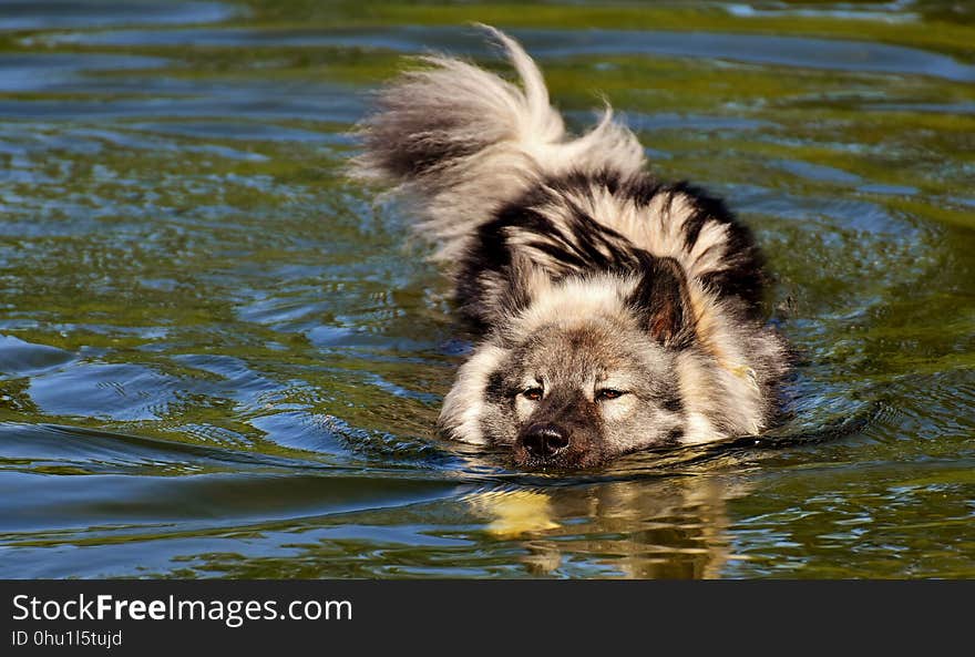 Dog Breed Group, Wildlife, Water, Snout