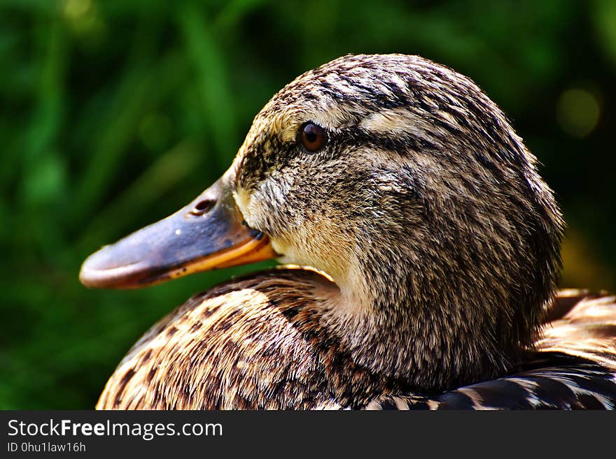 Duck, Beak, Bird, Water Bird