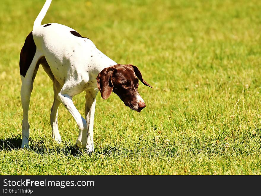 Dog Breed, Grass, Old Danish Pointer, Pointer